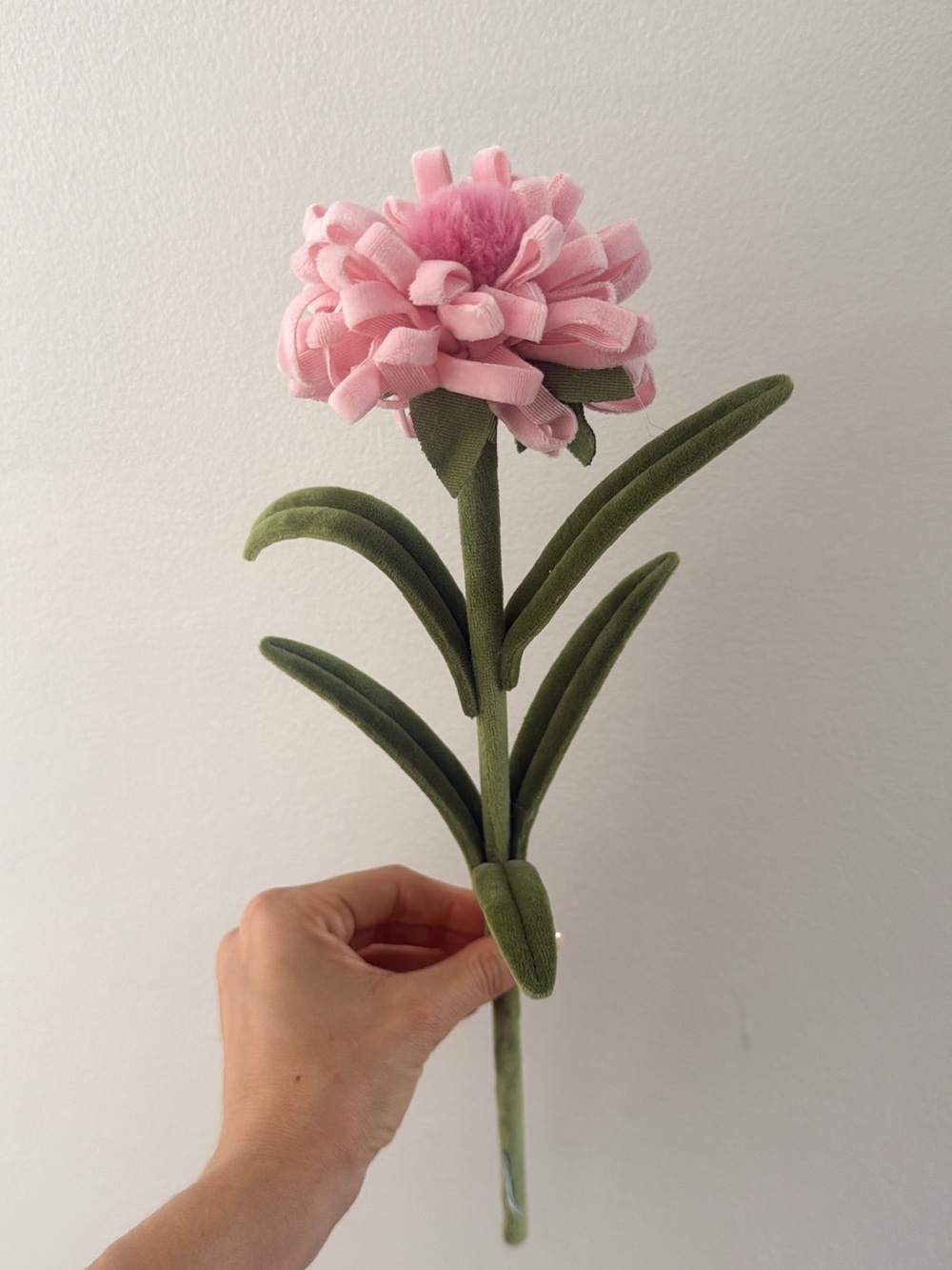 CJ Hendry 1 Ballet Pink Chinese Aster stem from Flower Shop